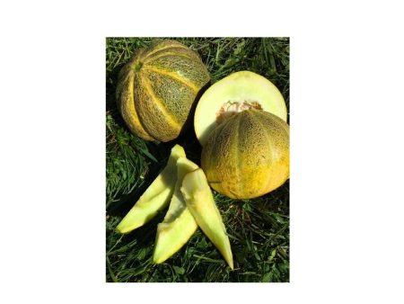 Melon de Montréal Biologique (Semences) Online Sale