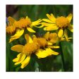 Arnica Americana Biologique Online Hot Sale